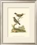Petite Bird Study Ii by George Edwards Limited Edition Print