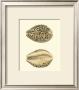 Leopard Cowry Shells by George Shaw Limited Edition Print