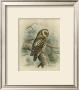 Tengmalm's Owl by F.W. Frohawk Limited Edition Print