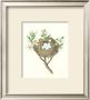 Gold Finch Nest by James Bolton Limited Edition Print