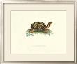 Tortoise by George Shaw Limited Edition Print