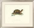 Tortoise by George Shaw Limited Edition Pricing Art Print