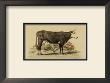 Antique Cow Iv by Julian Bien Limited Edition Print