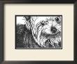 Bella The Yorkie by Beth Thomas Limited Edition Pricing Art Print