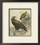 Golden Eagle by F.W. Frohawk Limited Edition Print