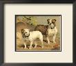 Bull Dogs by Vero Shaw Limited Edition Pricing Art Print