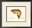 Brown Trout by Teri Renee Blehm Limited Edition Print