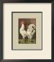 Roosters With Mat Vi by Cassell's Poultry Book Limited Edition Print