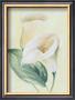 Calla Lily I by Paul Hargittai Limited Edition Print
