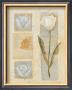 White Tulip Montage by Cuca Garcia Limited Edition Print