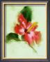 Hibiscus by Anthony Morrow Limited Edition Pricing Art Print