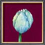 From Flower To Bud I by Kate Mawdsley Limited Edition Print