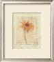 Calligraphic Flower Ii by Deborah Schenck Limited Edition Print