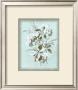 Dussurgey Hydrangea On Blue by Dussurgey Limited Edition Pricing Art Print