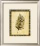 Fern Iv by Chris Wilsker Limited Edition Print