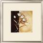 Split Flowers Tulips by Alfred Gockel Limited Edition Print