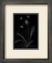 Dandelion Garden I by Alicia Ludwig Limited Edition Print