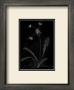 Dandelion Garden I by Alicia Ludwig Limited Edition Pricing Art Print