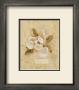 Magnolia On Cracked Linen by Cheri Blum Limited Edition Print