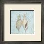 Tibia Martinie Shells by Carol Robinson Limited Edition Print