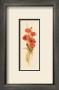 Crimson Poppy by Susan Zulauf Limited Edition Pricing Art Print