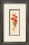 Crimson Poppy by Susan Zulauf Limited Edition Pricing Art Print
