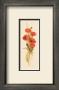 Crimson Poppy by Susan Zulauf Limited Edition Print