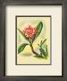 Plumeria by Ted Mundorff Limited Edition Print