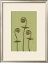 Dichromatic Fiddleheads Iii by Vanna Lam Limited Edition Pricing Art Print
