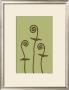 Dichromatic Fiddleheads Iii by Vanna Lam Limited Edition Print