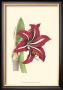 Amaryllis Blooms I by Van Houtteano Limited Edition Pricing Art Print