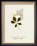 Virginia Creeper by Claudia Vera Limited Edition Print