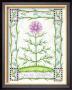 Cosmos Bipinnatos by Robin Betterley Limited Edition Pricing Art Print