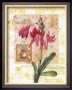 Amaryllis I by G.P. Mepas Limited Edition Print