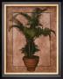 Potted Palm Ii by T. C. Chiu Limited Edition Pricing Art Print