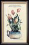 Tulip Chamber by Sharon Pedersen Limited Edition Print