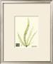 Seaweed Ii by Henry Bradbury Limited Edition Pricing Art Print