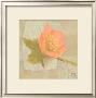 Hellebore I by Philippe Paput Limited Edition Print