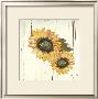 Sunflower Ii by Grace Pullen Limited Edition Print