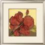 Cropped Sophisticated Hibiscus Iii by Jennifer Goldberger Limited Edition Pricing Art Print