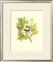 Tulip Tree Blossom by Silva Limited Edition Print