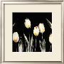 Succulent Tulips by Cheryl Roberts Limited Edition Pricing Art Print