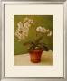 White Orchids In Pot Ii by Tim Coffey Limited Edition Print