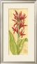 Red Canna by Jennifer Goldberger Limited Edition Pricing Art Print
