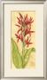 Red Canna by Jennifer Goldberger Limited Edition Print