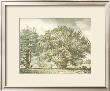 Strutt Trees by Jacob George Strutt Limited Edition Pricing Art Print