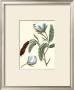 Flower: Heterostemon by Poiret Limited Edition Print