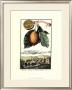 Lemon Of Scorza by Johann Christof Volckamer Limited Edition Print