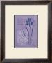 Iris Series I, Iris by Lynn Fotheringham Limited Edition Print