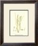 Seaweed Iii by Henry Bradbury Limited Edition Pricing Art Print
